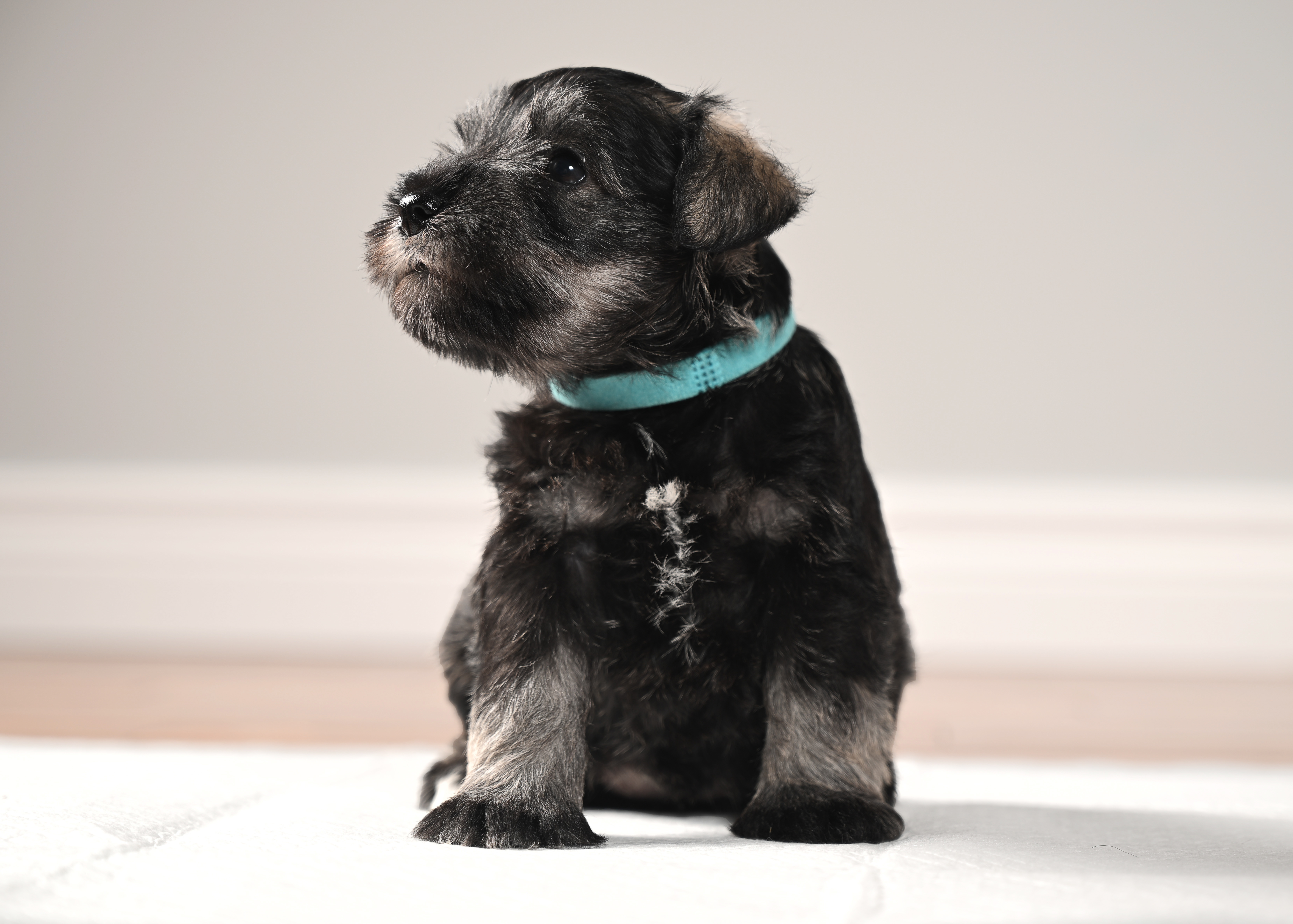 Evee the Miniature Schnauzer puppy sitting and looking up curiously