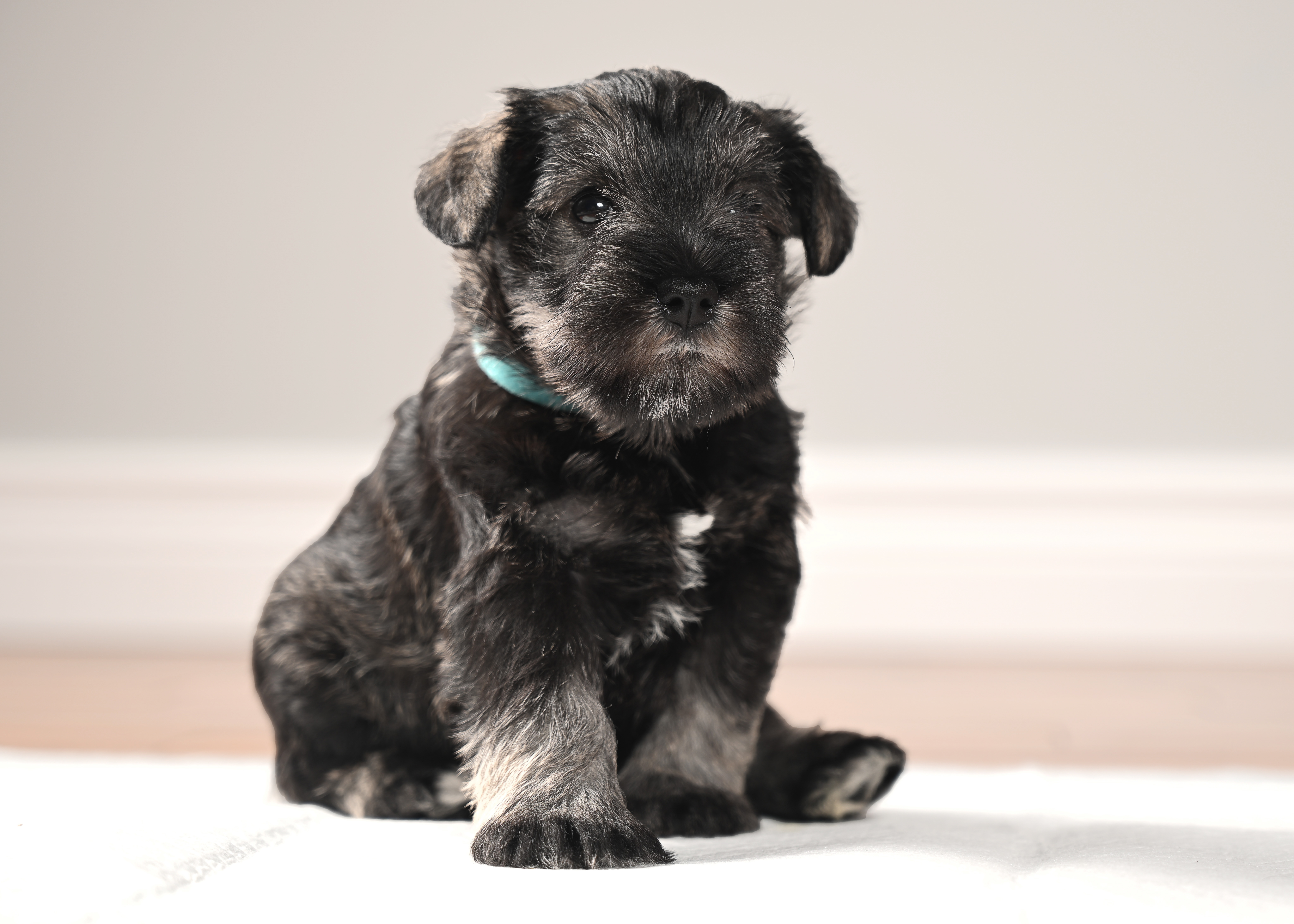Miniature Schnauzer puppy Evee sitting with paws together, looking adorable