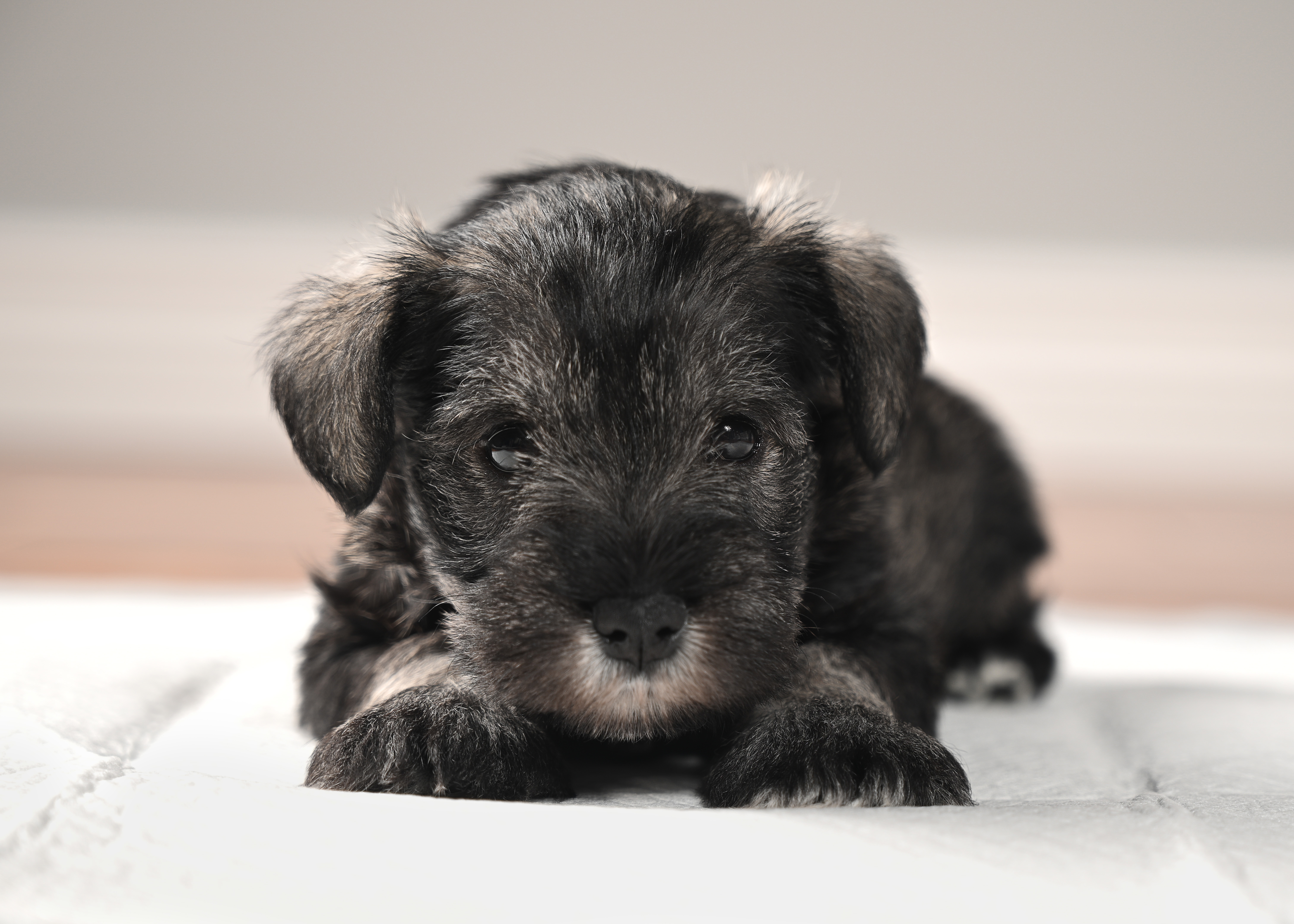 Mia, curious and calm Miniature Schnauzer puppy in pink collar