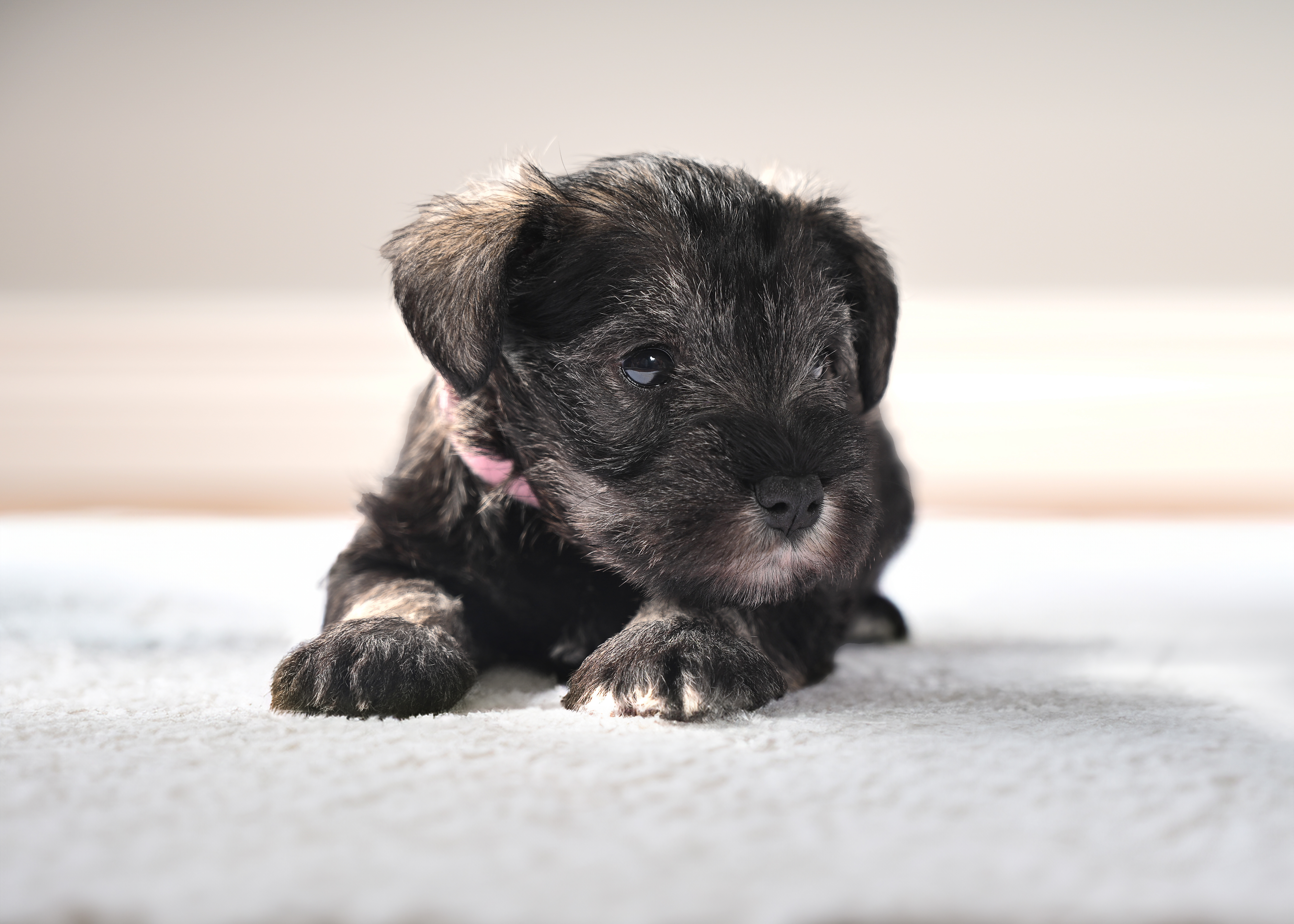 Mia, dominant and affectionate Schnauzer puppy lying down