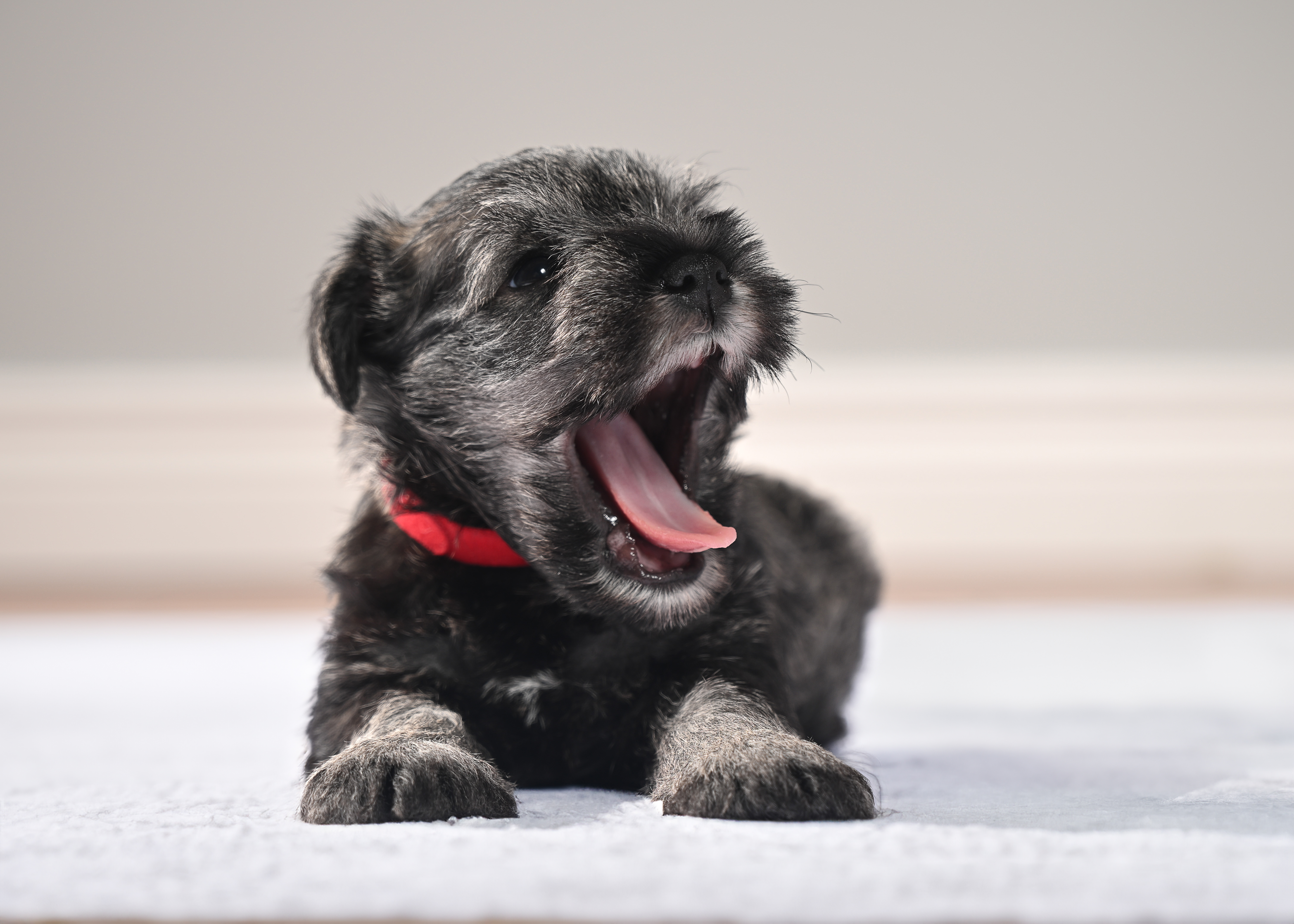 Playful miniature Schnauzer puppy Chico, red collar, yawning