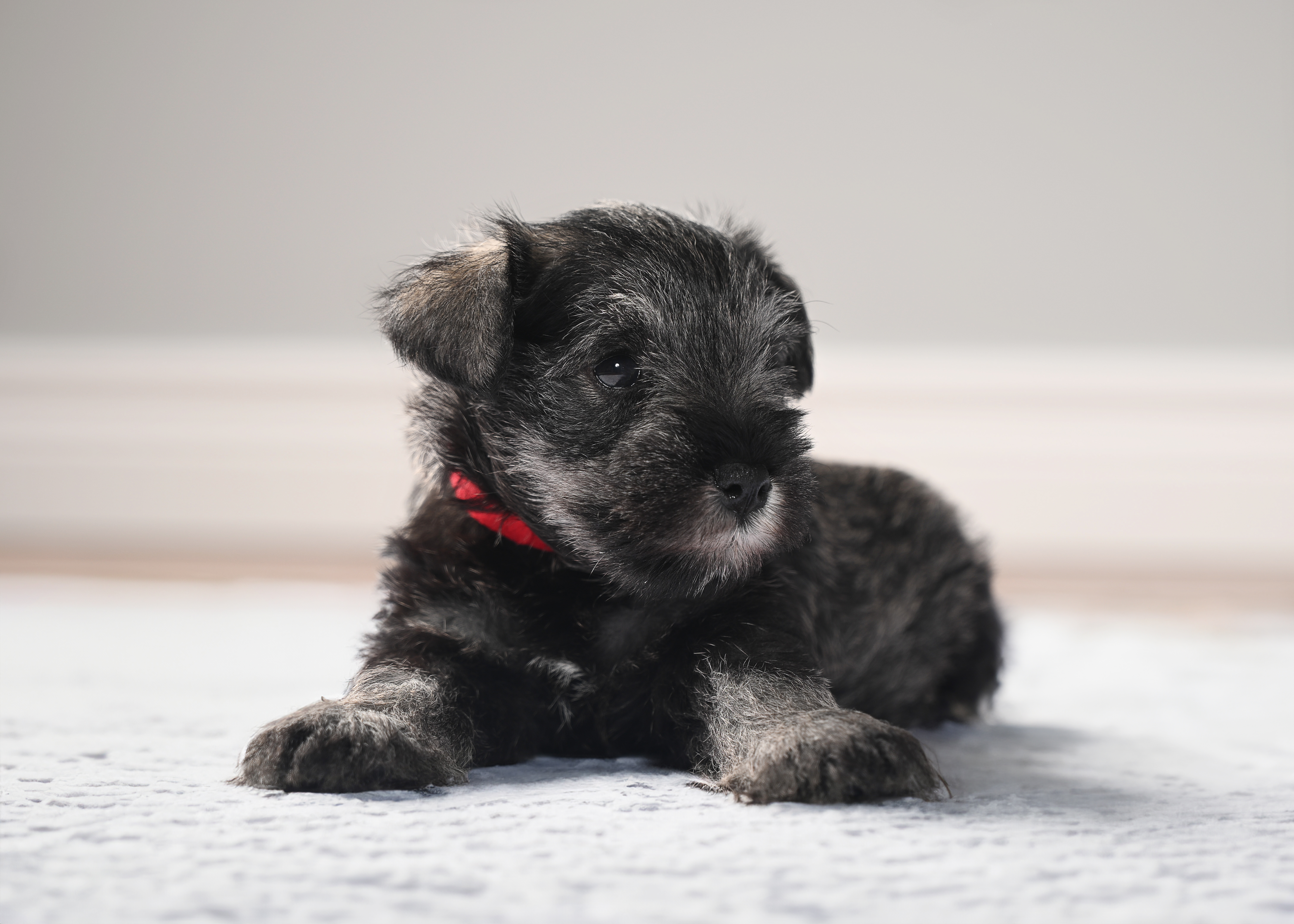 Miniature Schnauzer puppy Chico, red collar, lying down on white rug