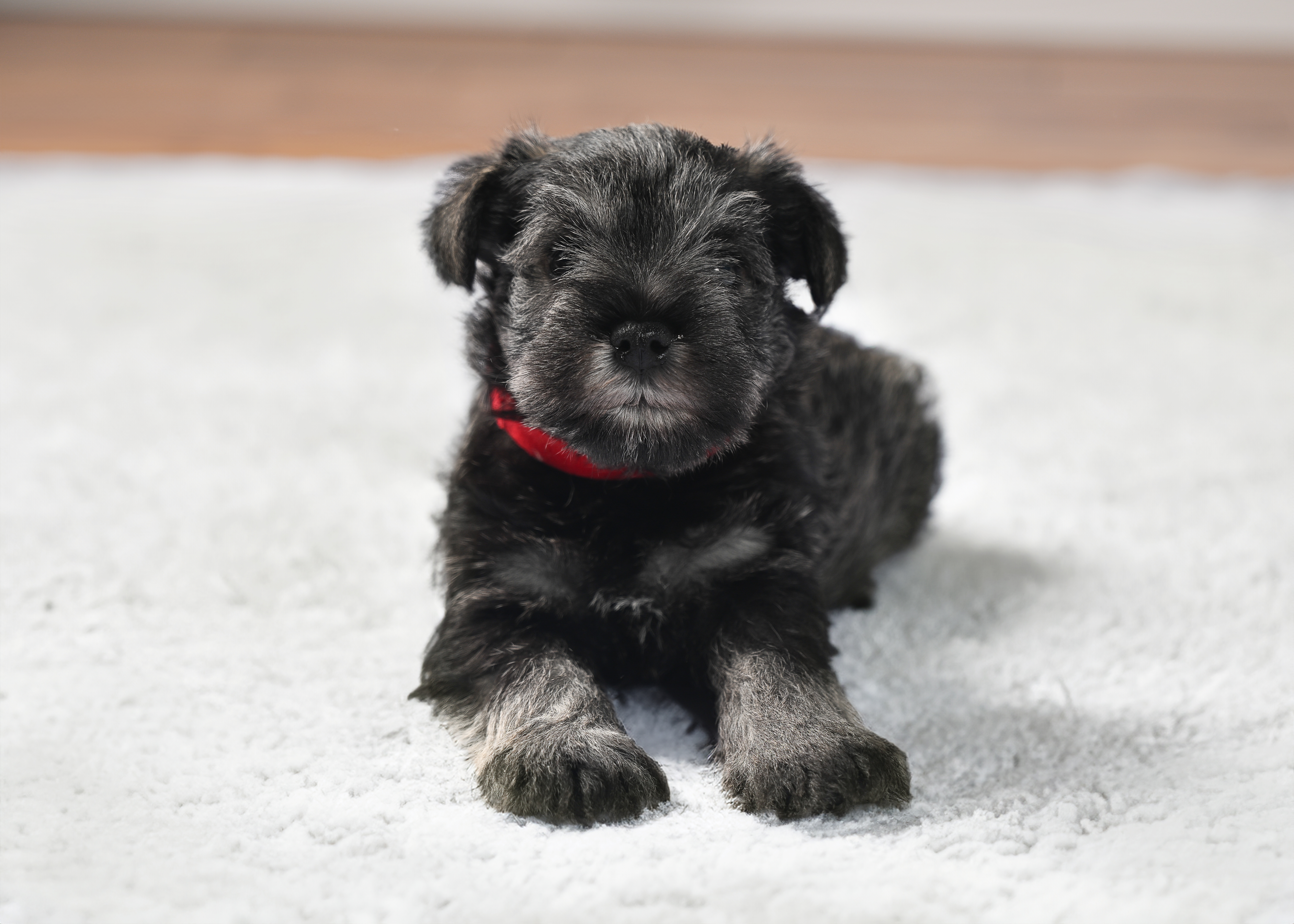 Miniature Schnauzer puppy Chico, red collar, posing with a curious look