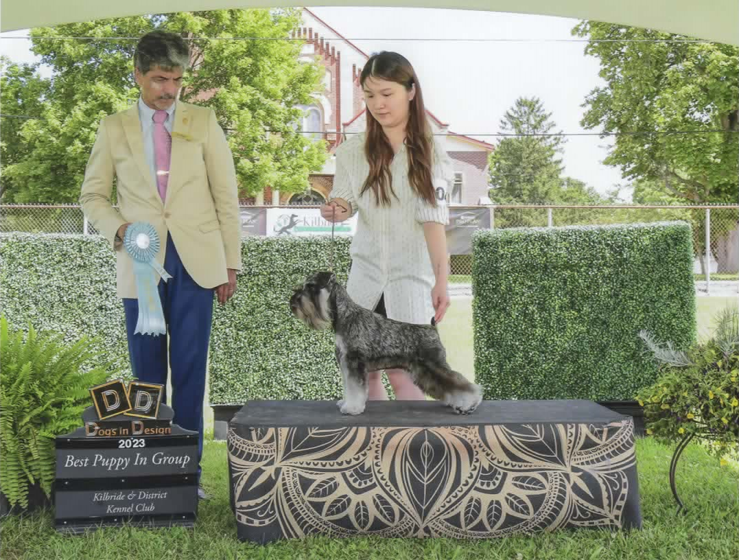 Best Puppy in Group: 2023 Kilbride & District Kennel Club Winner
