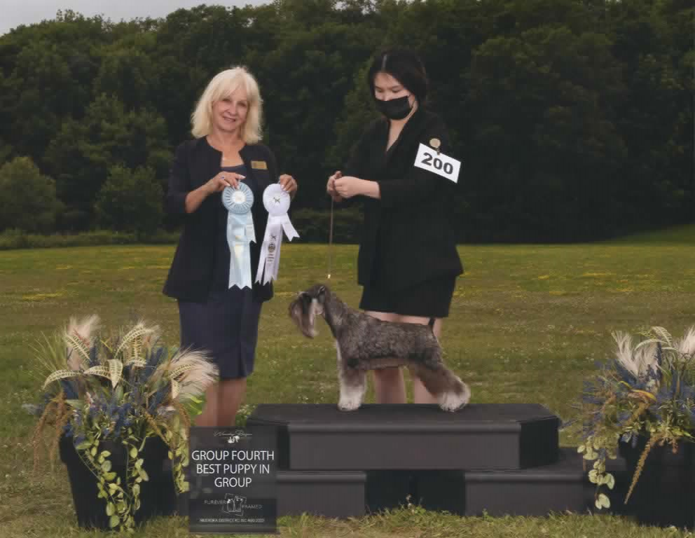 Miniature Schnauzer Wins Best Puppy in Group Award