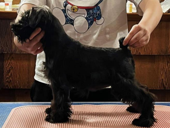 Meet Luna: Sweet, Joyful, and Full of Love