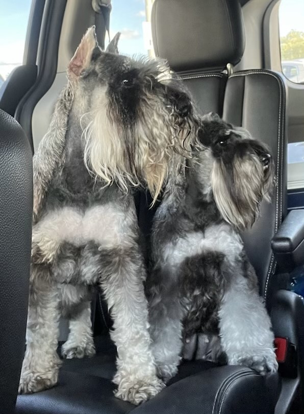 Meet Rainnie’s AJ: Strong, Graceful, and Full of Character